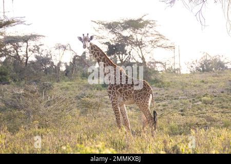 Giraffe pascolo in eco Lodge Foto Stock