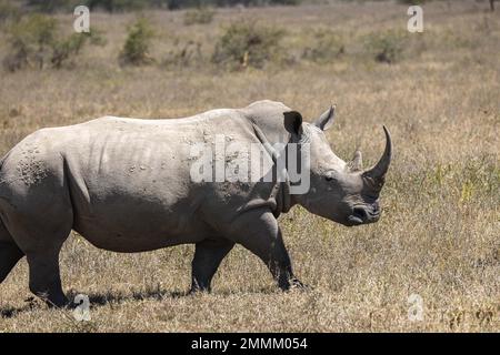 Rinoceronti bianchi che pascolano in Africa Foto Stock