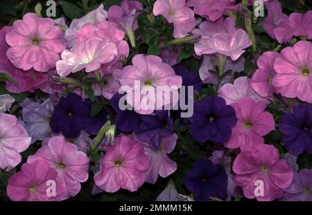 PRIMO PIANO DI FIORI PETUNIA VIOLA E ROSA. Foto Stock