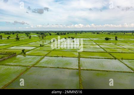 Risaie di agricoltori in un'area rurale dello Sri Lanka. Foto Stock
