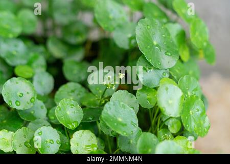 Verde ombrello forma foglia di acqua pennywort con gocce di pioggia su foglie di cerchio, questa pianta sa come Foto Stock