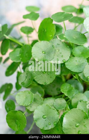 Verde ombrello forma foglia di acqua pennywort con gocce di pioggia su foglie di cerchio, questa pianta sa come Foto Stock