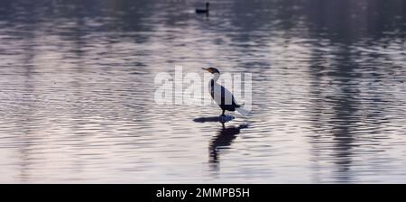 Uccello cormorano a doppia crestata nel lago dei cervi Foto Stock