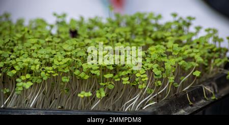 Un microgreen è un verde vegetale giovane. Un microgredo o germogli sono verdure vive grezze germinate da semi organici di alta qualità della pianta. Foto Stock