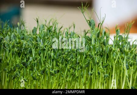 Un microgreen è un verde vegetale giovane. Un microgredo o germogli sono verdure vive grezze germinate da semi organici di alta qualità della pianta. Foto Stock