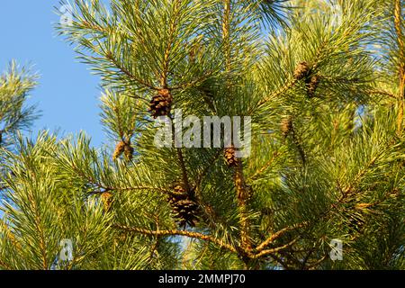 Coni di pino con aghi su un albero nella foresta. Foto Stock