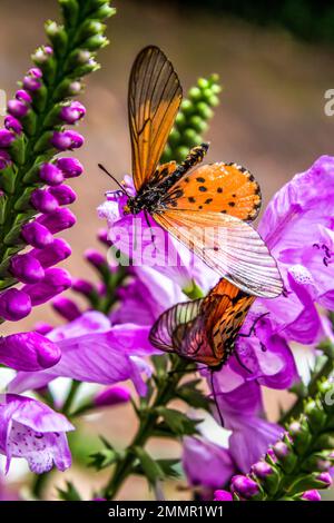 Due Farfalle di Acraea, Acraea Horta, sui fiori colorati di lavanda in un giardino suburbano a Johannesburg, Sud Africa Foto Stock