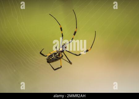 Un grande ragno nero e giallo femminile in tela d'oro, sospeso nel suo ragnatela, nel Parco Nazionale Kruger, Sudafrica Foto Stock