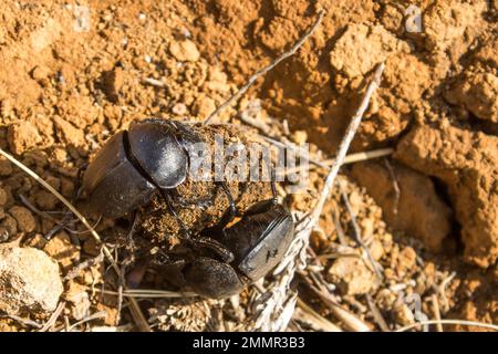 La lotta di due coleotteri sternici contro una palla sternale nelle praterie dei Monti Drakensberg del Sud Africa Foto Stock