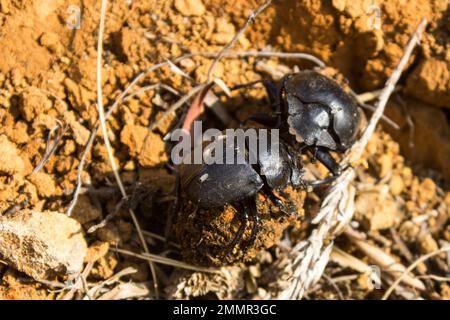 La lotta di due coleotteri sternici contro una palla sternale nelle praterie dei Monti Drakensberg del Sud Africa Foto Stock