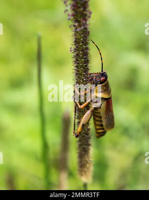 Una locusta adulta di Bush, Phymateus leprosus, su una canna nel clima di Afromontane del passo di Magoebaskloof in Sudafrica. Foto Stock