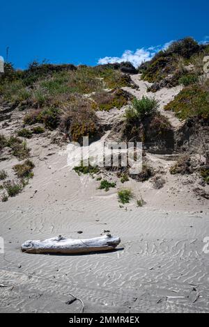 Eroding dune di sabbia dietro la spiaggia, Queen Elizabeth Park, Paekakariki, Kapiti District, North Island, Nuova Zelanda Foto Stock