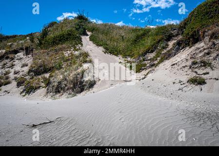 Eroding dune di sabbia dietro la spiaggia, Queen Elizabeth Park, Paekakariki, Kapiti District, North Island, Nuova Zelanda Foto Stock