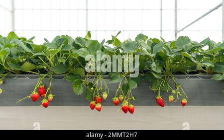 Coltivazione di fragole giapponesi in serra, frutta fresca biologica antiossidante di mirtillo rosso, agricoltura moderna metodo di coltivazione fattoria indoor. Foto Stock