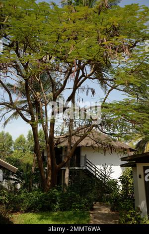 Albero di Jacaranda in Gambia, Africa occidentale. Edifici dipinti di bianco dietro. Foto Stock