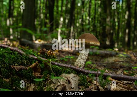 Funghi commestibili Leccinum pseudoscabrum in foresta decidua. Noto come Hazel Bolete. Funghi selvatici che crescono nelle foglie. Foto Stock