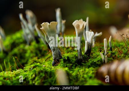 Xylaria hypoxylon è una specie di fungo del genere Xylaria. Xylaria hypoxylon, conosciuto come il fungo del candelabro, il fungo del candelabro, formica di carbonio Foto Stock