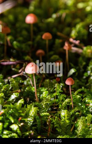 Funghi non commestibili Mycena rosella nella foresta di abete rosso. Noto come cofano rosa. Funghi selvatici che crescono nel muschio. Foto Stock