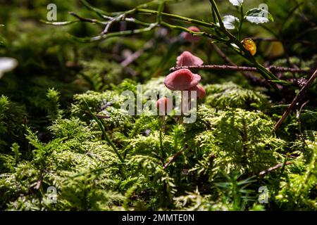 Funghi non commestibili Mycena rosella nella foresta di abete rosso. Noto come cofano rosa. Funghi selvatici che crescono nel muschio. Foto Stock