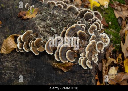 trametes versicolor, noto anche come coriolus versicolor e polyporus versicolor fungo. Foto Stock