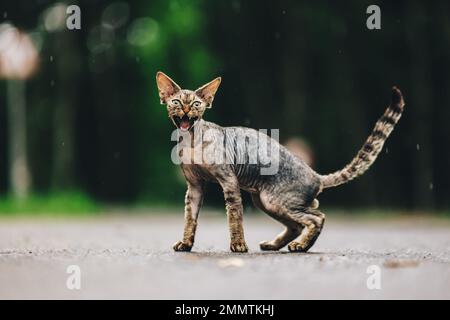 Divertente carino bello curioso giocoso Devon Rex Cat guardando la macchina fotografica. Gatto Devon Rex con colore marrone scuro in pelliccia di Tabby su Walkway sotto la pioggia. Occhi verdi Foto Stock