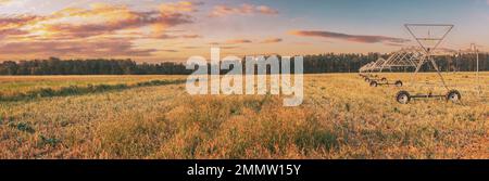 Vista panoramica del cielo al tramonto sopra il pivot dell'irrigazione. Macchina per irrigazione in campo agricolo con germogli giovani, piante verdi su terreno Nero. Agricoltura Foto Stock