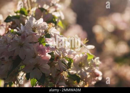 la mela si ramoscura in piena fioritura. lussureggiante sfondo rosa fiorito in primavera Foto Stock