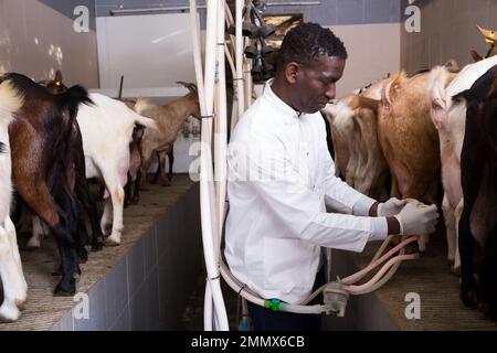 Afroamericano coltivatore mungendo capre Foto Stock