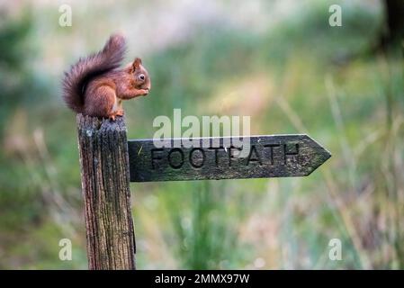 Squirrel munching a nut, perched on a public signpost for a Footpath, in Yorkshire, England. Foto Stock
