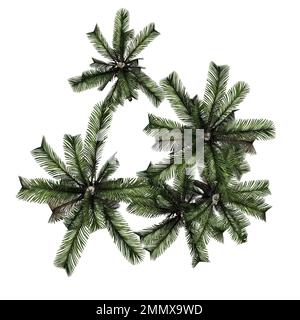 Palme da data isolato su sfondo bianco - vista dall'alto - uso per la progettazione architettonica o giardino - 3D Illustrazione Foto Stock