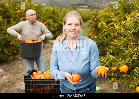 Lavoratori di sesso maschile e femminile che raccolgono mandarini Foto Stock