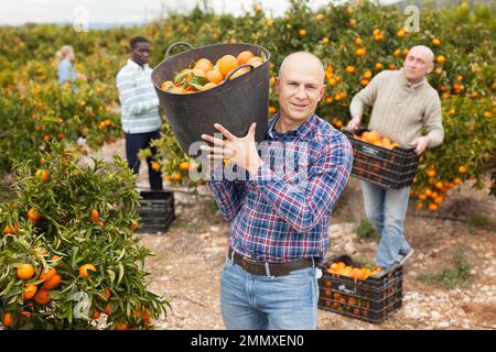 Lavoratori che raccolgono mandarini in scatole in fattoria Foto Stock