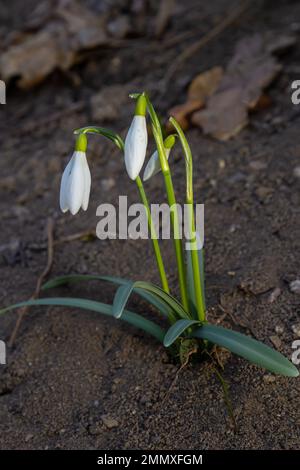Early spring snowdrops, Galanthus nivalis, selective focus and diffused background. Foto Stock