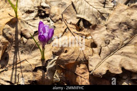 Primo piano di un croco boscoso, croco tommasinianus, fiore emergente in fiore. Foto Stock