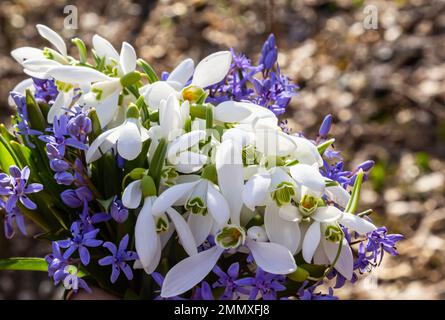 Grande bouquet di gocce di neve in mano. Fiori primaverili nella foresta. Foto Stock