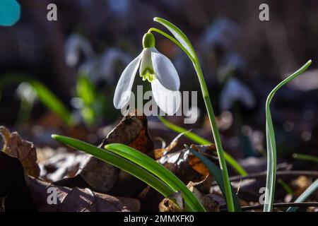 Early spring snowdrops, Galanthus nivalis, selective focus and diffused background. Foto Stock