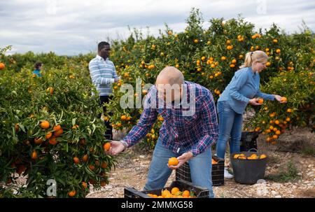 Coltivatori in procinto di raccogliere tangerini Foto Stock