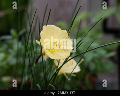 Primo piano del fiore a forma di tromba giallo primrose del narciso romieuxii in miniatura Foto Stock