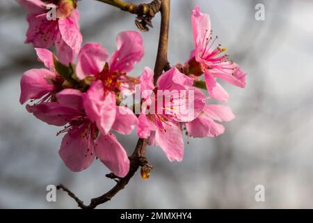 Rami di pesca densamente ricoperti di fiori rosa - abbondante fioritura dell'albero da frutto. Foto Stock