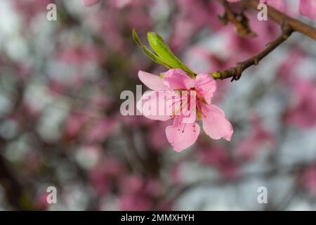 Rami di pesca densamente ricoperti di fiori rosa - abbondante fioritura dell'albero da frutto. Foto Stock