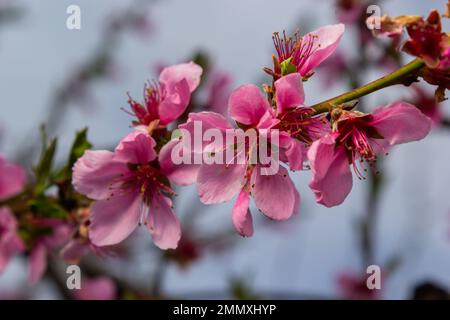 Rami di pesca densamente ricoperti di fiori rosa - abbondante fioritura dell'albero da frutto. Foto Stock