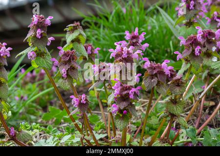 Fiore Lamium maculatum Roseum, spotted henbit, spotted dead-ortica, drago viola. Foto Stock