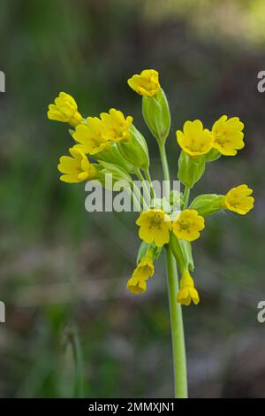Primula veris è una pianta erbacea perenne fioritura della famiglia Primulaceae. La specie è originaria di tutta l'Europa temperata. Foto Stock