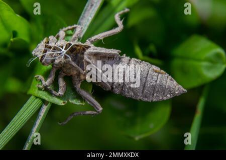 Metamorfosi dei flavipes di Gomphus, libellula del fiume Clubtail. Foto Stock