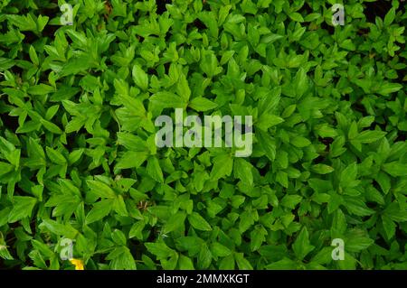 Ritratto delle foglie verdi e luminose del Fiore di Wedelia da varie angolazioni. Foto Stock