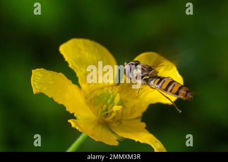 Marmellata di mosca, Episyrphus balteatus, caratteristico motivo arancione nero, su fiore giallo, sfondo verde. Foto Stock