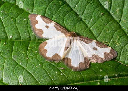 Farfalla lomaspilis marginata con ali bianche e macchie grigie su una foglia su uno sfondo verde. Foto Stock