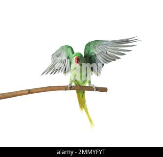 Bella Alexandrine Parakeet su un ramo d'albero su sfondo bianco Foto Stock