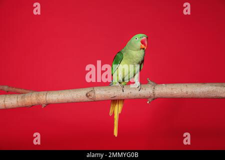 Bella Alexandrine Parakeet su ramo d'albero su sfondo rosso Foto Stock