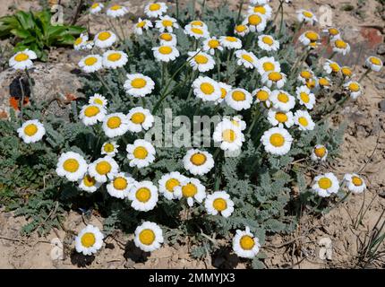 Edelweiss Chamomile (Richter Chamomile) che cresce sopra i 3000 metri, Tian Shan montagne, Naryn regione, Kirghizstan Foto Stock